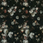 Osborne & Little Pellestrina F7180-01 Dusky pink, ivory, and red blooms against a luxurious black velvet ...